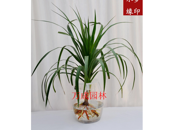 龍血樹(shù)