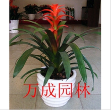 鴻運當頭