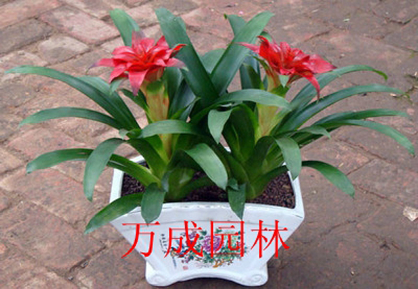 鴻運當頭