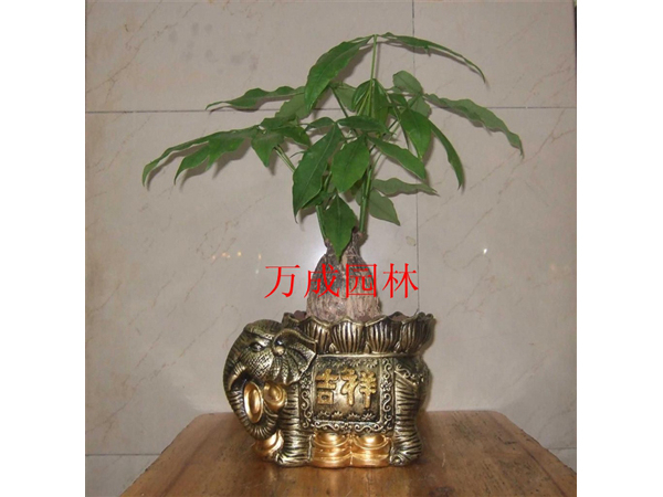 小發(fā)財樹