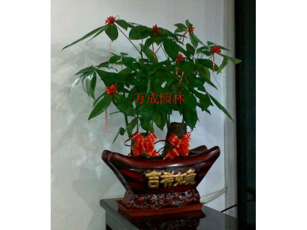小發(fā)財樹