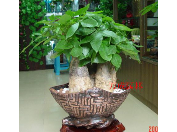 發(fā)財(cái)樹(shù)